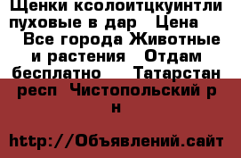 Щенки ксолоитцкуинтли пуховые в дар › Цена ­ 1 - Все города Животные и растения » Отдам бесплатно   . Татарстан респ.,Чистопольский р-н